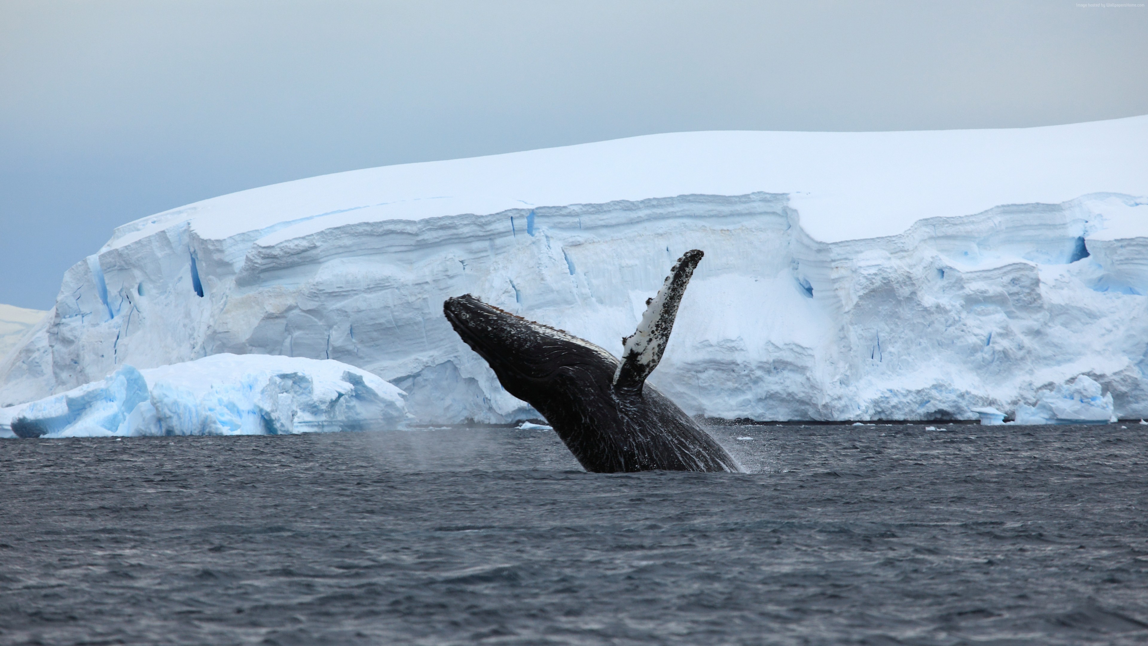 Wallpaper Antarctica, ocean, ice, whale, 4k, Travel